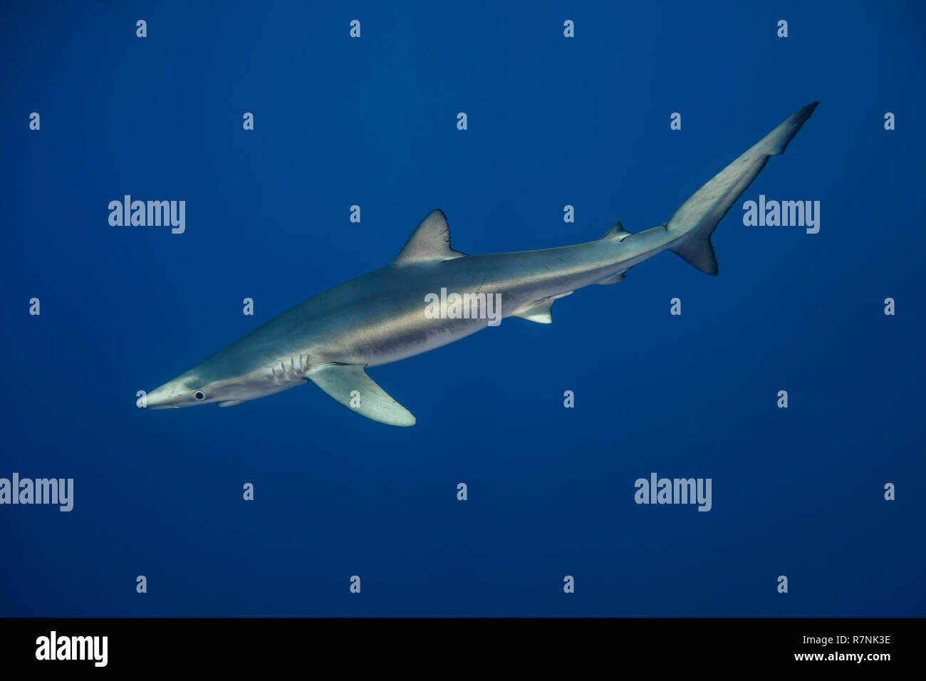 Blue Shark-Requin bleu (Prionace glauca), isola Pico, arcipelago delle Azzorre. Foto Stock