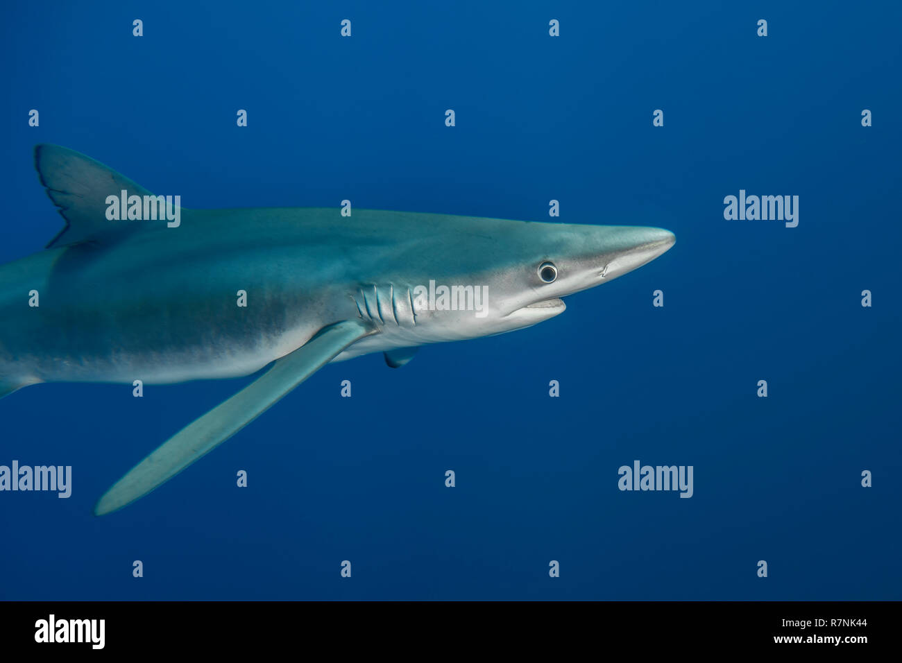 Blue Shark-Requin bleu (Prionace glauca), isola Pico, arcipelago delle Azzorre. Foto Stock