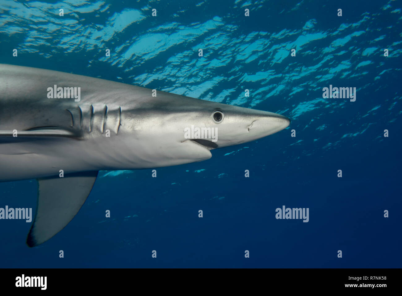 Blue Shark-Requin bleu (Prionace glauca), isola Pico, arcipelago delle Azzorre. Foto Stock