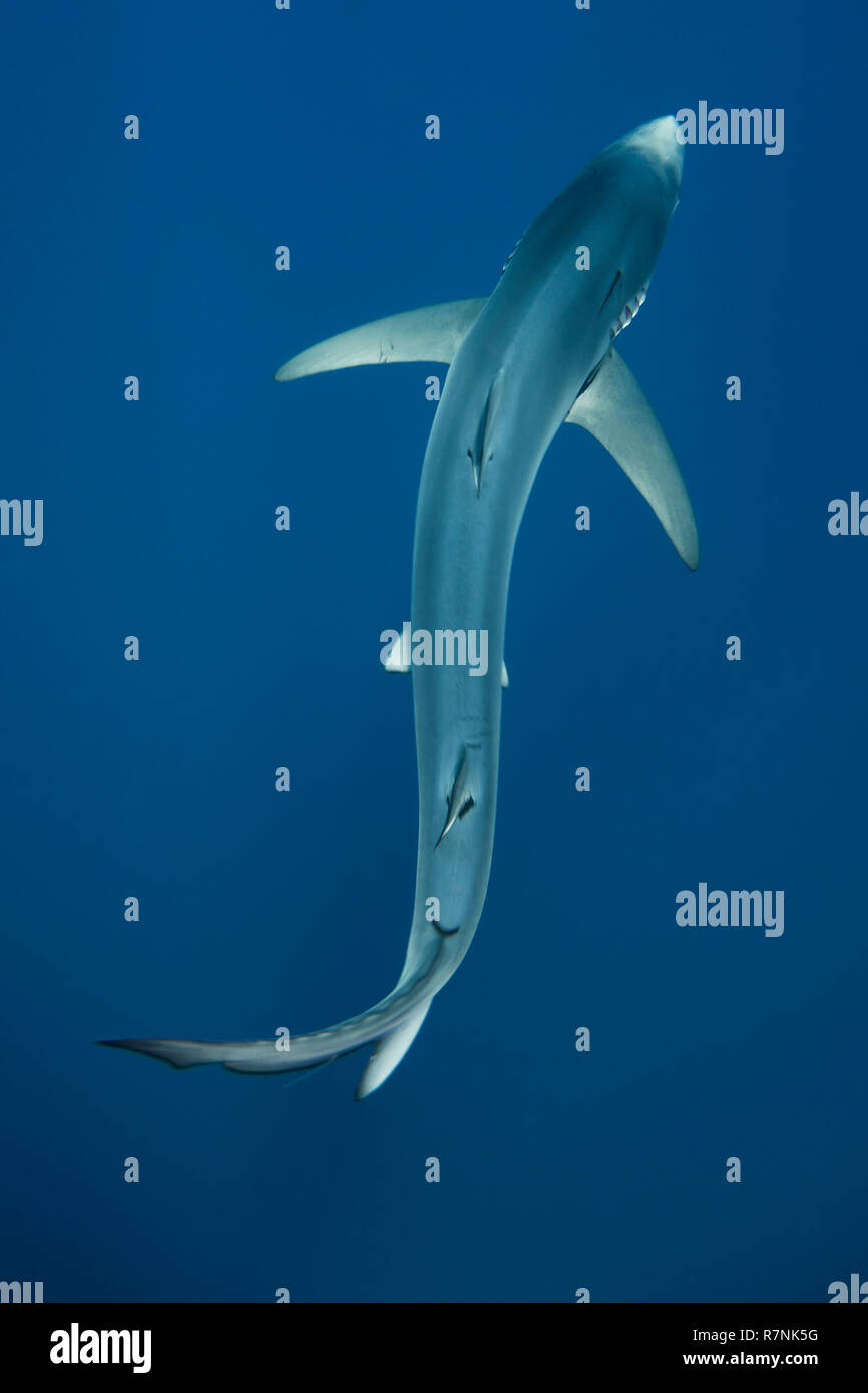 Blue Shark-Requin bleu (Prionace glauca), isola Pico, arcipelago delle Azzorre. Foto Stock