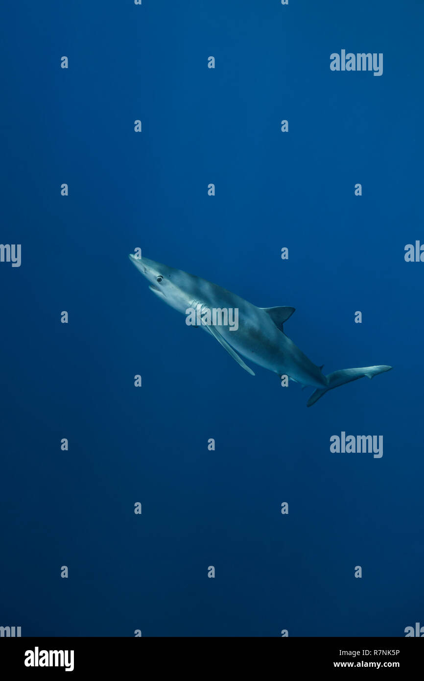 Blue Shark-Requin bleu (Prionace glauca), isola Pico, arcipelago delle Azzorre. Foto Stock