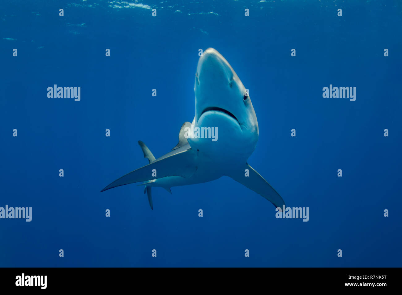 Blue Shark-Requin bleu (Prionace glauca), isola Pico, arcipelago delle Azzorre. Foto Stock