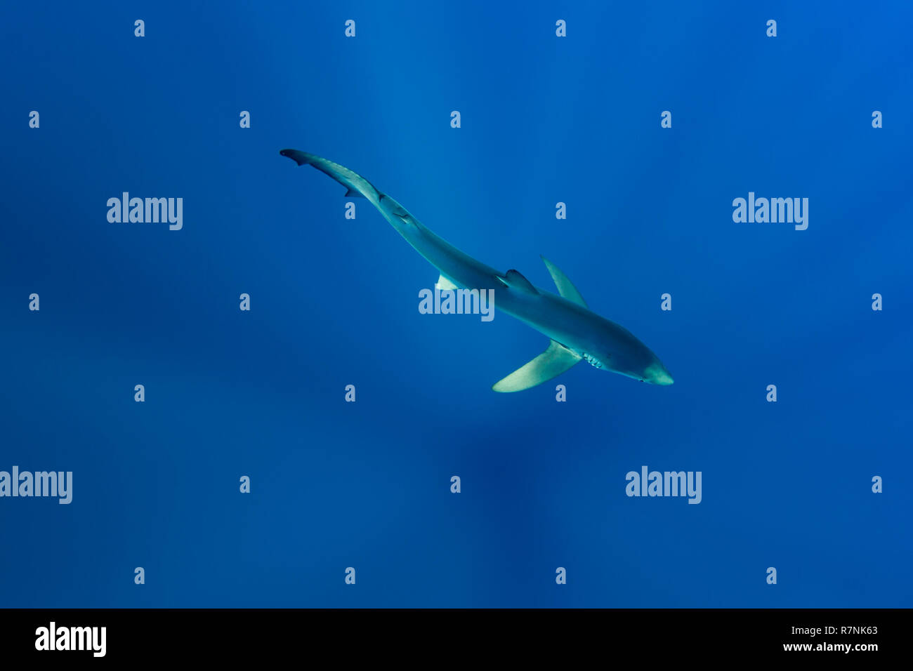 Blue Shark-Requin bleu (Prionace glauca), isola Pico, arcipelago delle Azzorre. Foto Stock