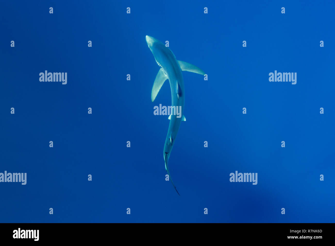 Blue Shark-Requin bleu (Prionace glauca), isola Pico, arcipelago delle Azzorre. Foto Stock