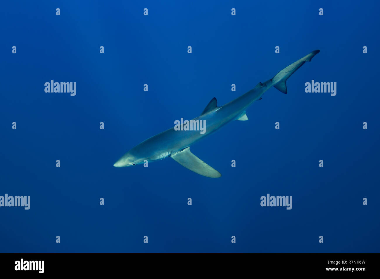 Blue Shark-Requin bleu (Prionace glauca), isola Pico, arcipelago delle Azzorre. Foto Stock