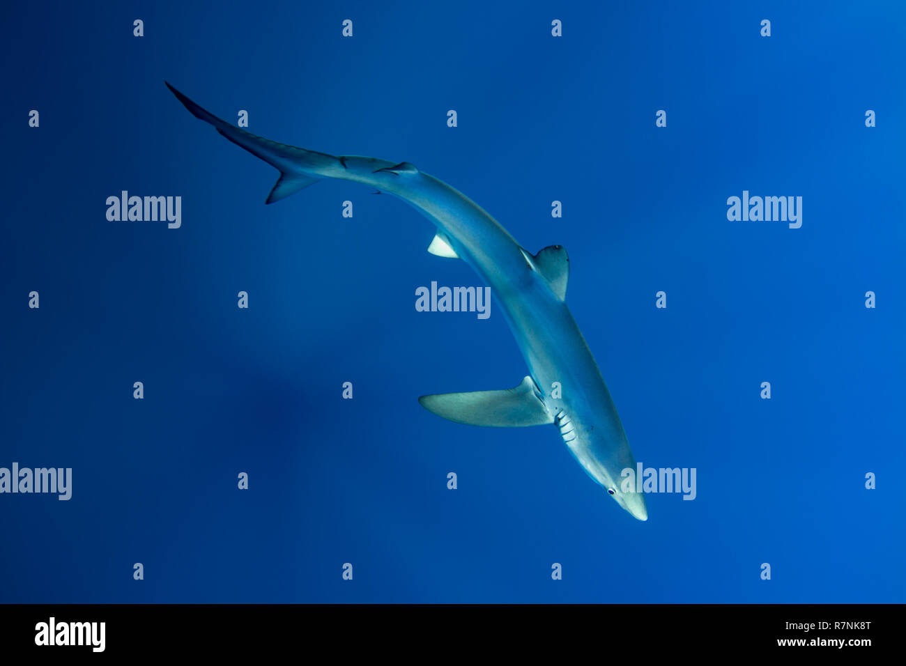 Blue Shark-Requin bleu (Prionace glauca), isola Pico, arcipelago delle Azzorre. Foto Stock