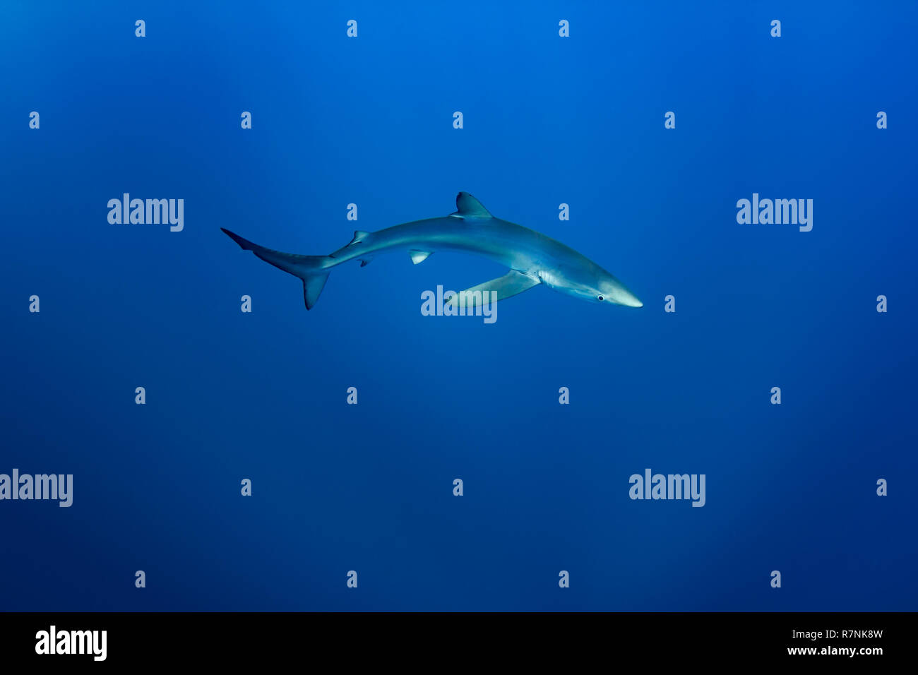 Blue Shark-Requin bleu (Prionace glauca), isola Pico, arcipelago delle Azzorre. Foto Stock