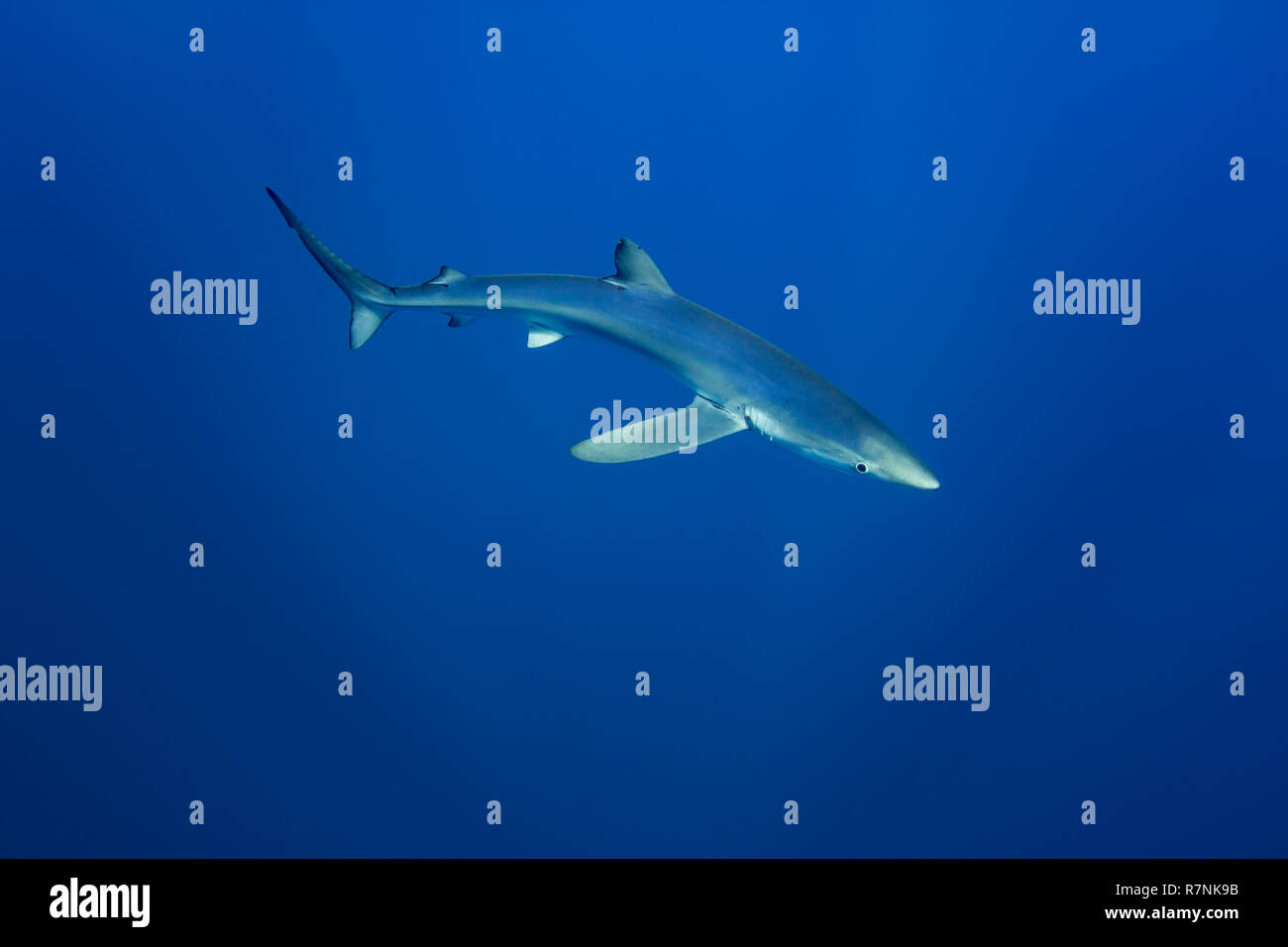 Blue Shark-Requin bleu (Prionace glauca), isola Pico, arcipelago delle Azzorre. Foto Stock