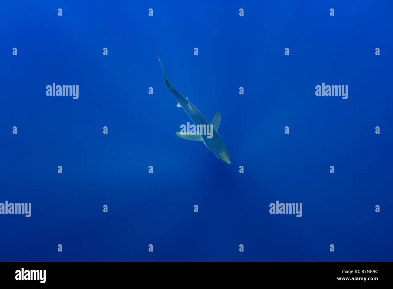 Blue Shark-Requin bleu (Prionace glauca), isola Pico, arcipelago delle Azzorre. Foto Stock