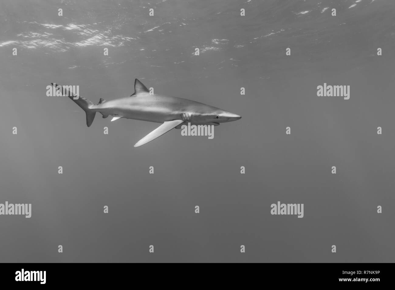 Blue Shark-Requin bleu (Prionace glauca), isola Pico, arcipelago delle Azzorre. Foto Stock