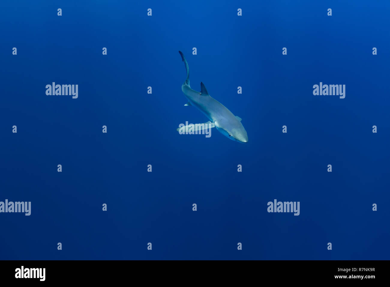 Blue Shark-Requin bleu (Prionace glauca), isola Pico, arcipelago delle Azzorre. Foto Stock