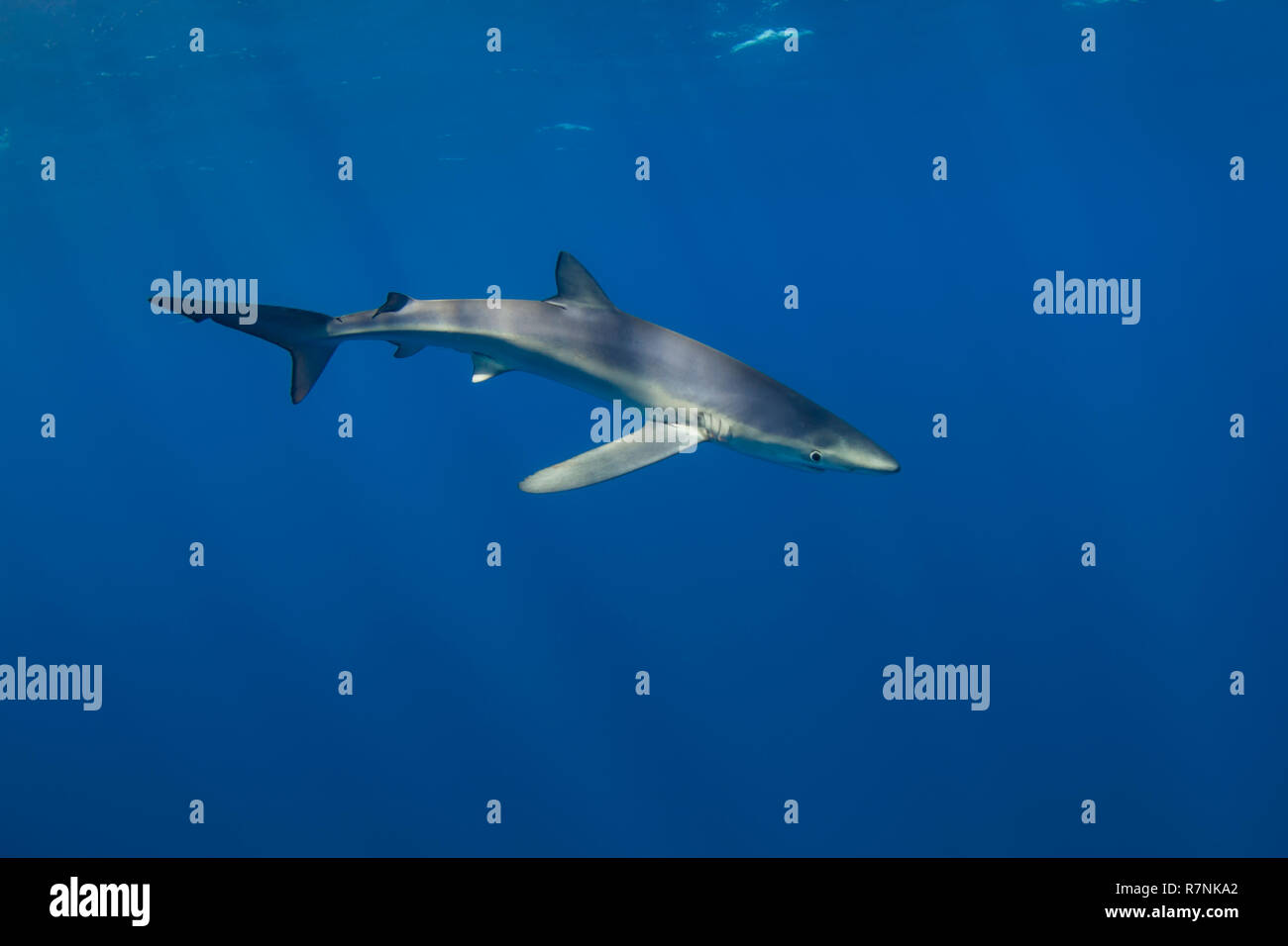 Blue Shark-Requin bleu (Prionace glauca), isola Pico, arcipelago delle Azzorre. Foto Stock