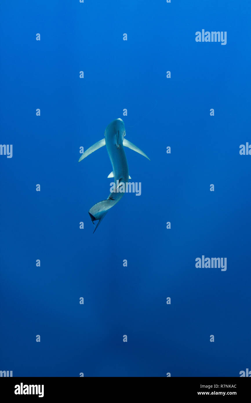 Blue Shark-Requin bleu (Prionace glauca), isola Pico, arcipelago delle Azzorre. Foto Stock