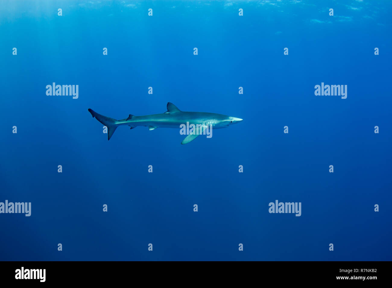 Blue Shark-Requin bleu (Prionace glauca), isola Pico, arcipelago delle Azzorre. Foto Stock