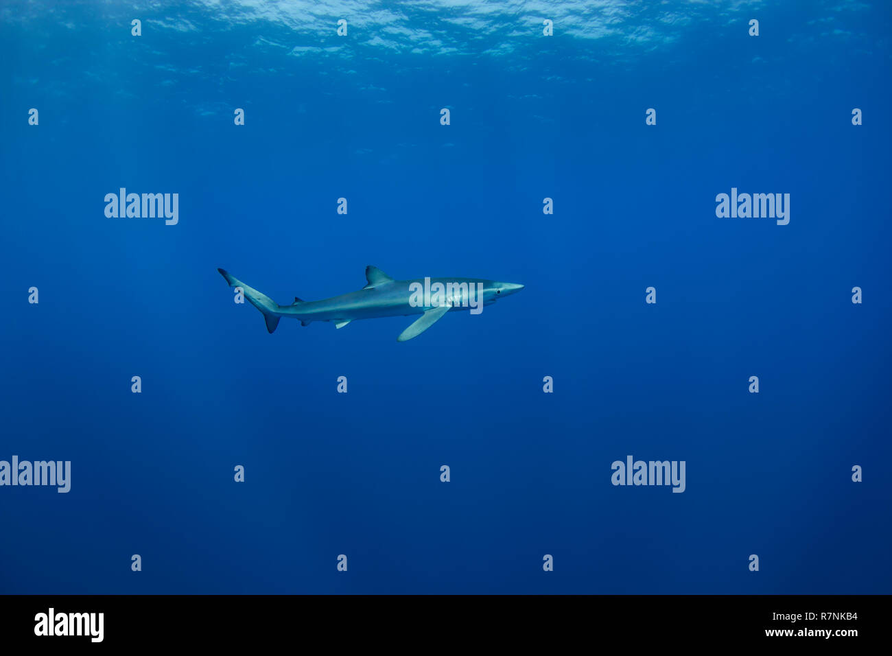 Blue Shark-Requin bleu (Prionace glauca), isola Pico, arcipelago delle Azzorre. Foto Stock