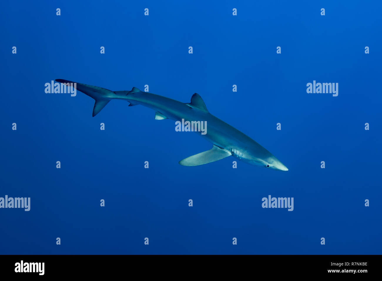 Blue Shark-Requin bleu (Prionace glauca), isola Pico, arcipelago delle Azzorre. Foto Stock