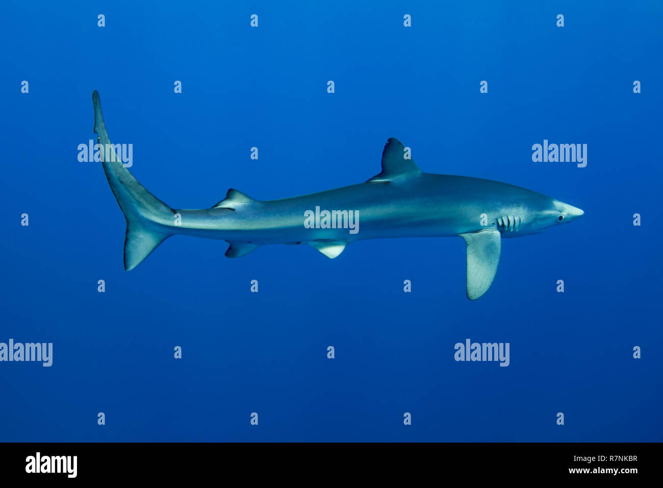 Blue Shark-Requin bleu (Prionace glauca), isola Pico, arcipelago delle Azzorre. Foto Stock