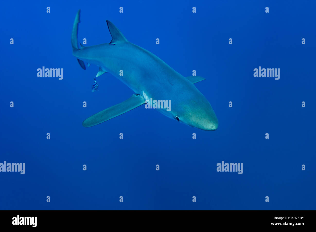 Blue Shark-Requin bleu (Prionace glauca), isola Pico, arcipelago delle Azzorre. Foto Stock