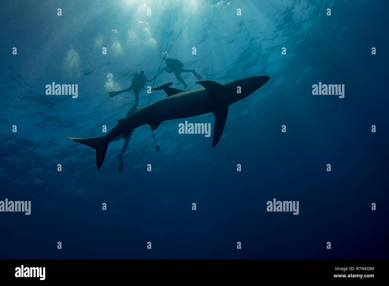 Blue Shark-Requin bleu (Prionace glauca), isola Pico, arcipelago delle Azzorre. Foto Stock