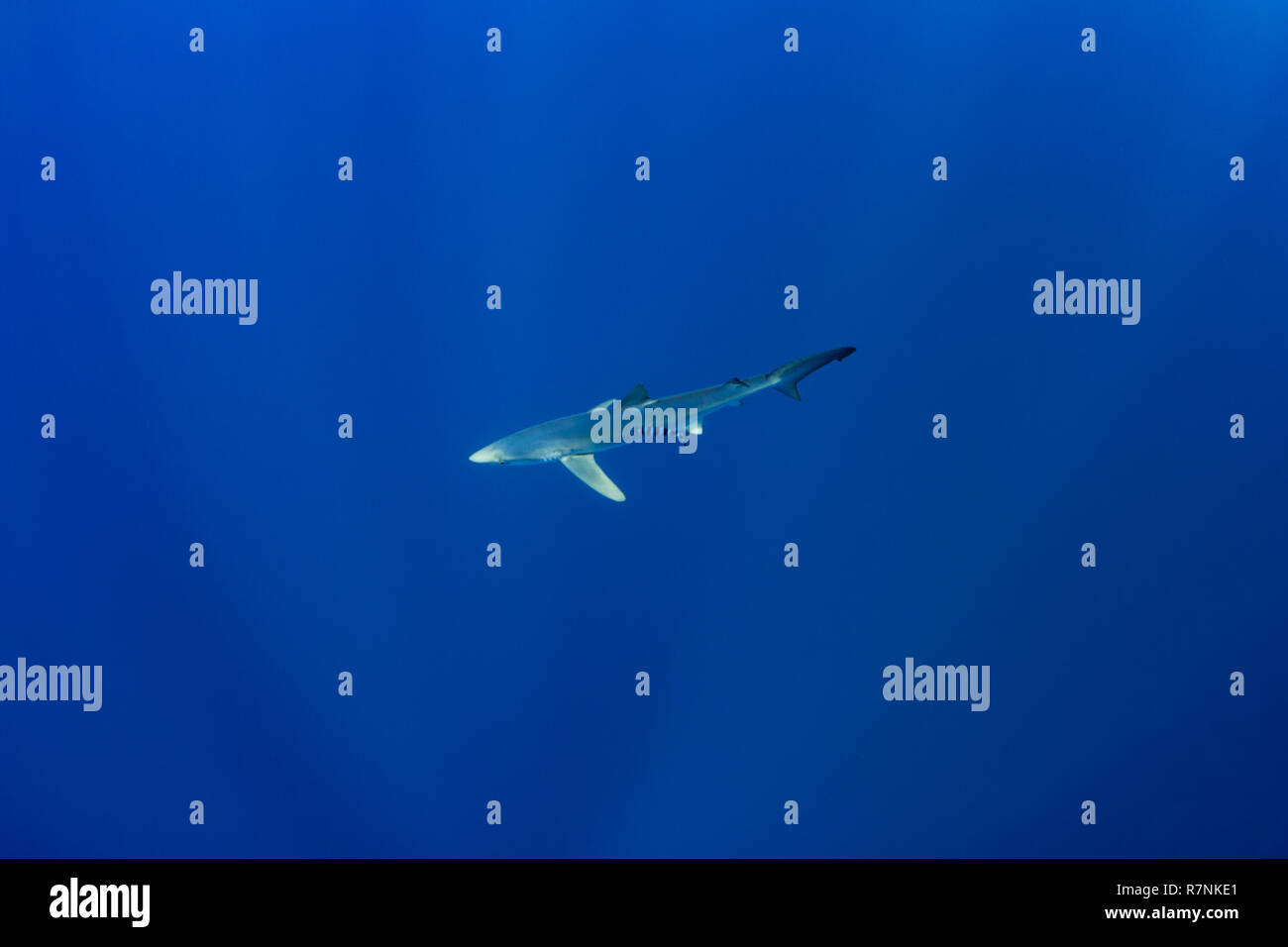 Blue Shark-Requin bleu (Prionace glauca), isola Pico, arcipelago delle Azzorre. Foto Stock