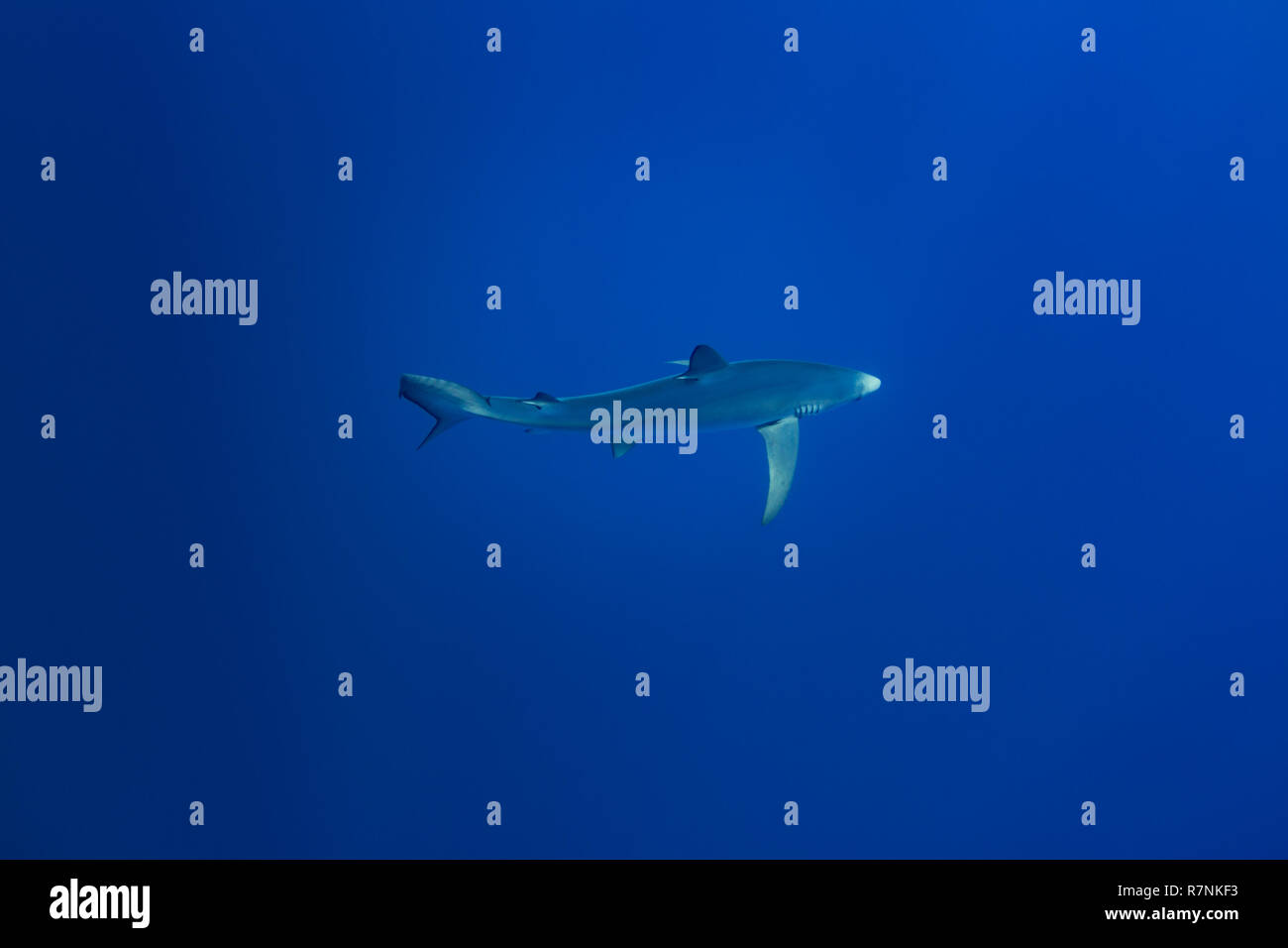 Blue Shark-Requin bleu (Prionace glauca), isola Pico, arcipelago delle Azzorre. Foto Stock