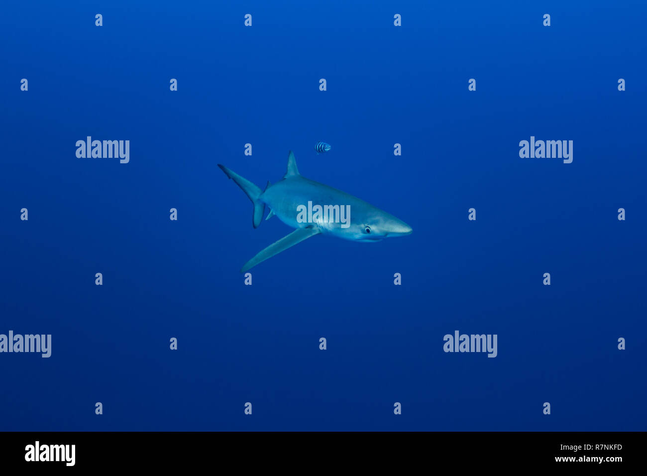 Blue Shark-Requin bleu (Prionace glauca), isola Pico, arcipelago delle Azzorre. Foto Stock