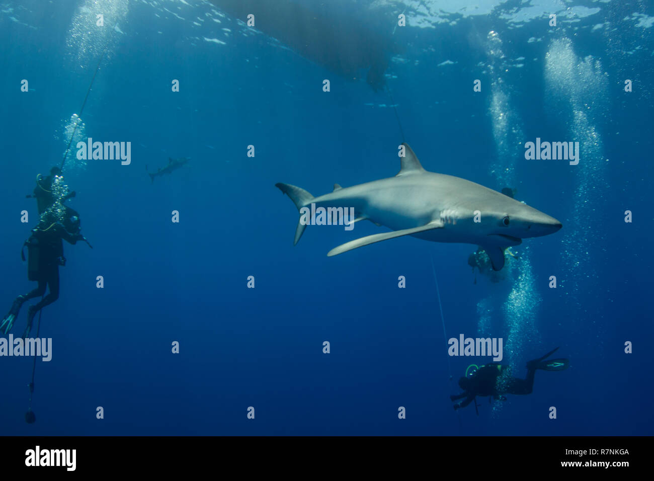 Blue Shark-Requin bleu (Prionace glauca), isola Pico, arcipelago delle Azzorre. Foto Stock