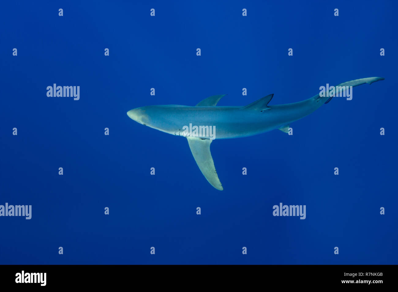 Blue Shark-Requin bleu (Prionace glauca), isola Pico, arcipelago delle Azzorre. Foto Stock