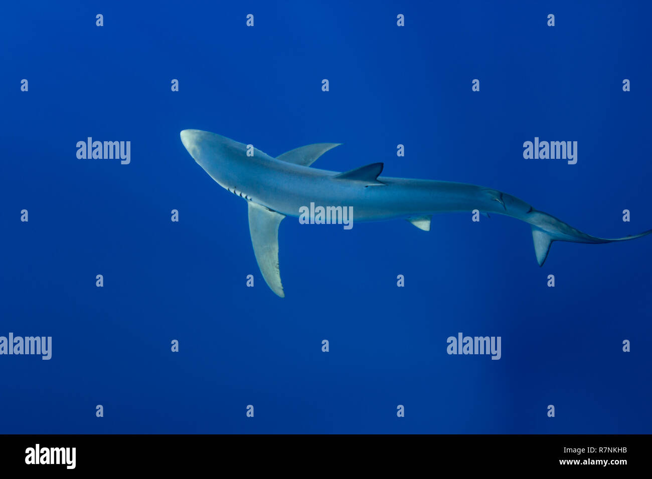 Blue Shark-Requin bleu (Prionace glauca), isola Pico, arcipelago delle Azzorre. Foto Stock