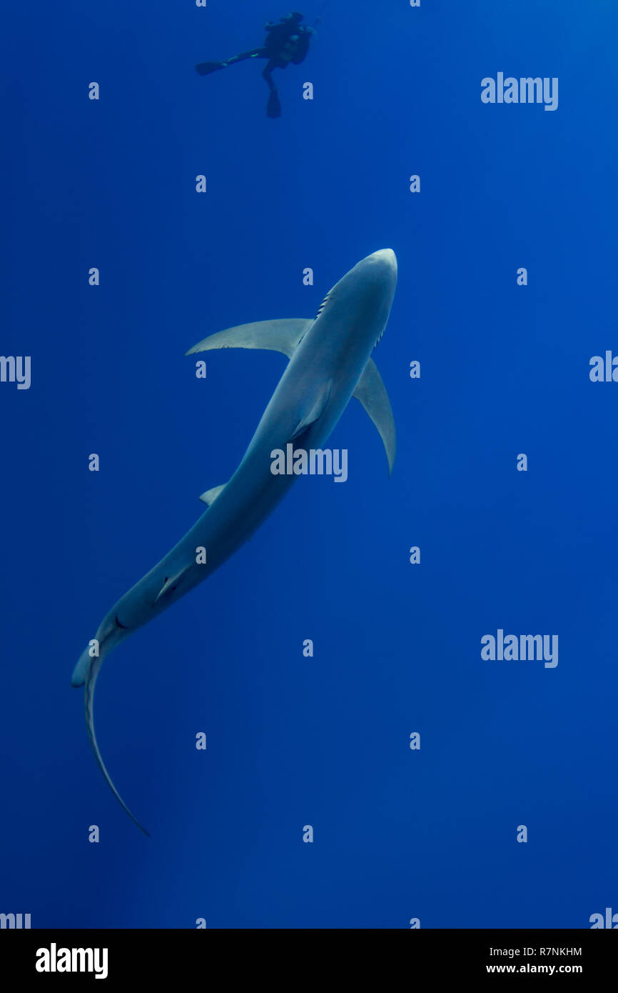 Blue Shark-Requin bleu (Prionace glauca), isola Pico, arcipelago delle Azzorre. Foto Stock
