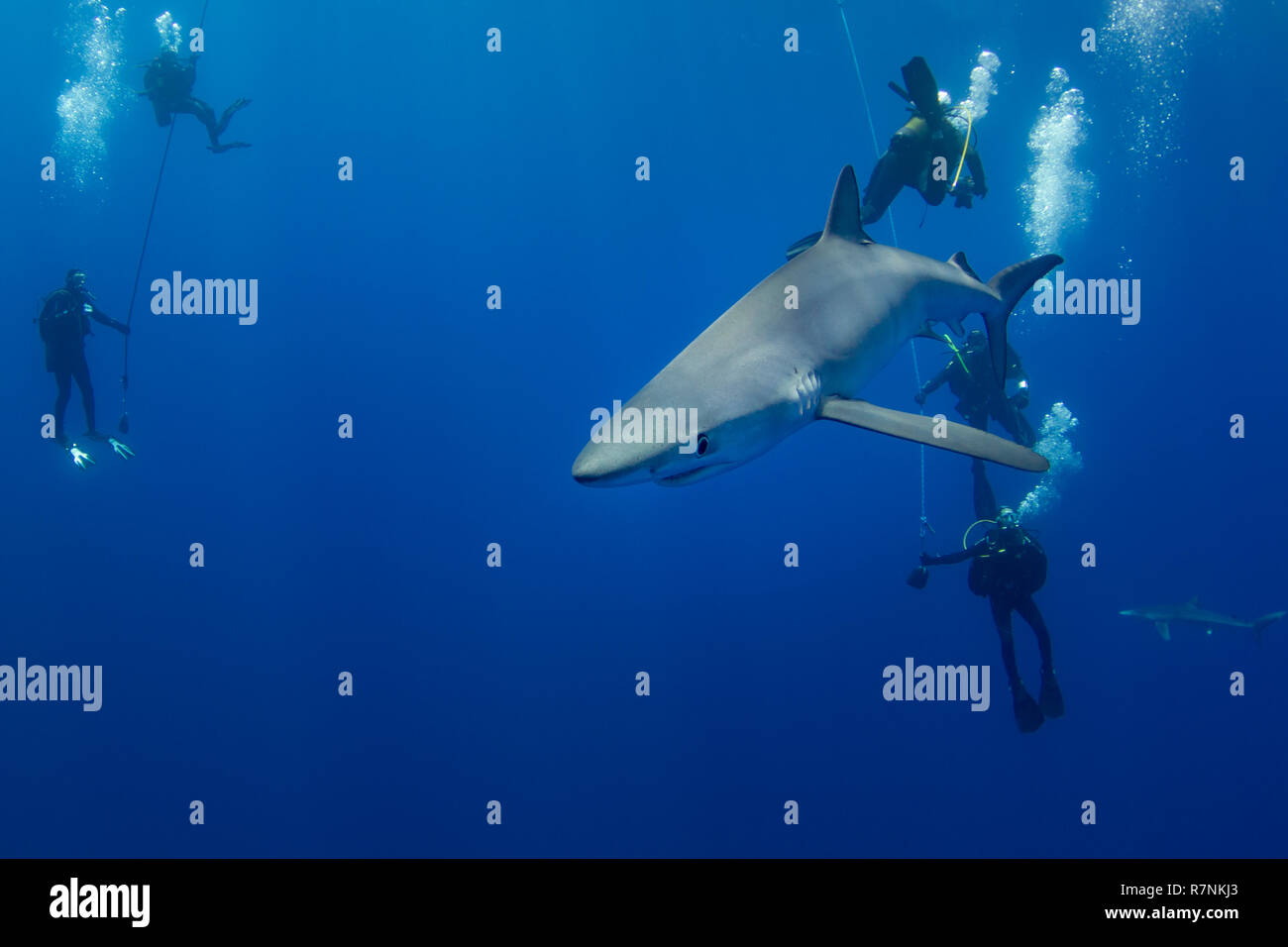 Blue Shark-Requin bleu (Prionace glauca), isola Pico, arcipelago delle Azzorre. Foto Stock