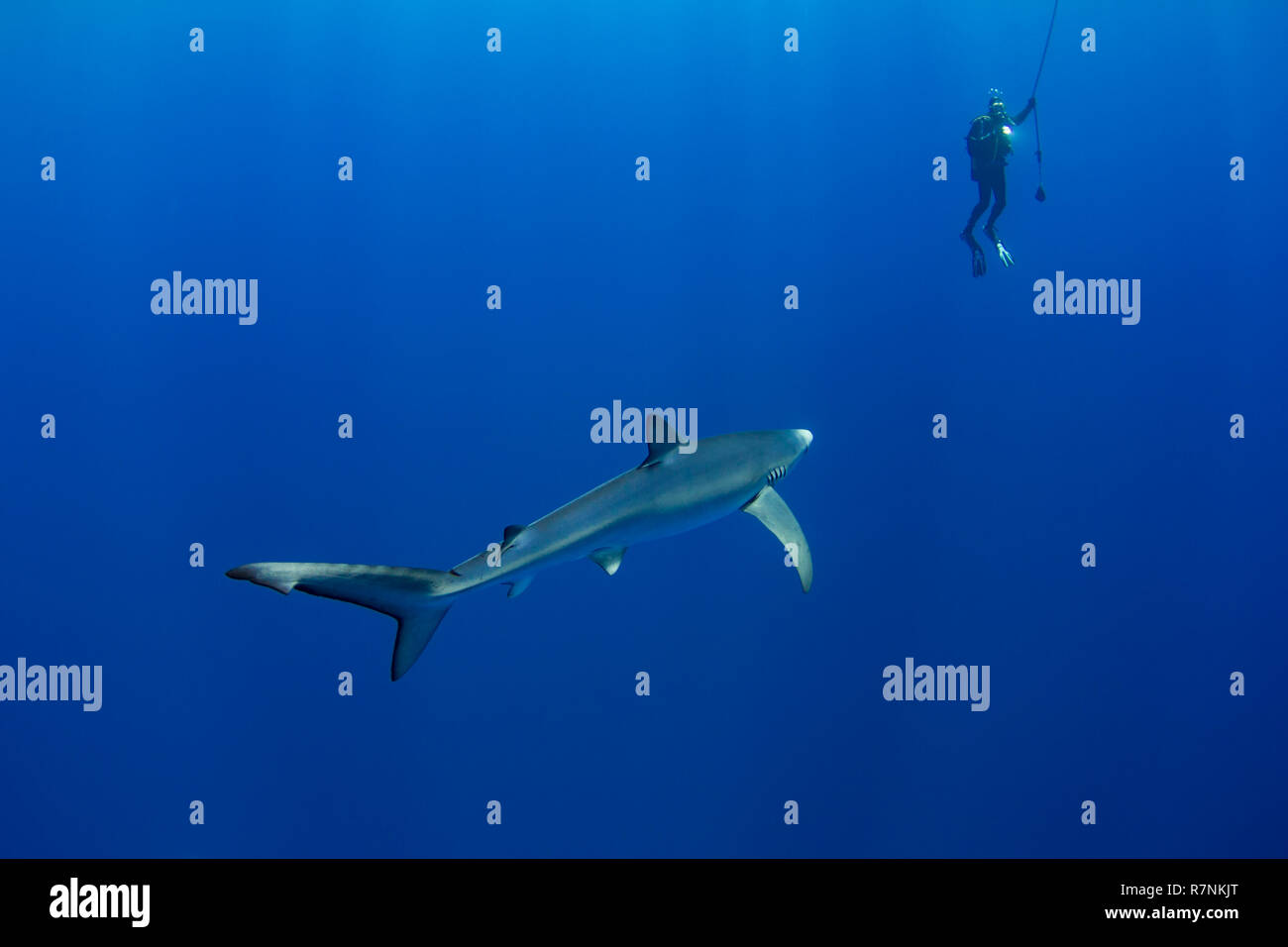 Blue Shark-Requin bleu (Prionace glauca), isola Pico, arcipelago delle Azzorre. Foto Stock