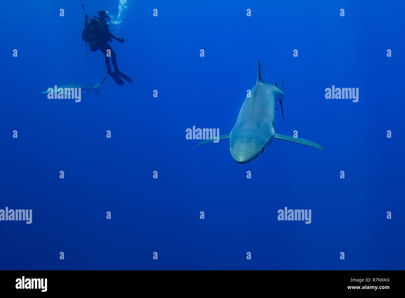 Blue Shark-Requin bleu (Prionace glauca), isola Pico, arcipelago delle Azzorre. Foto Stock