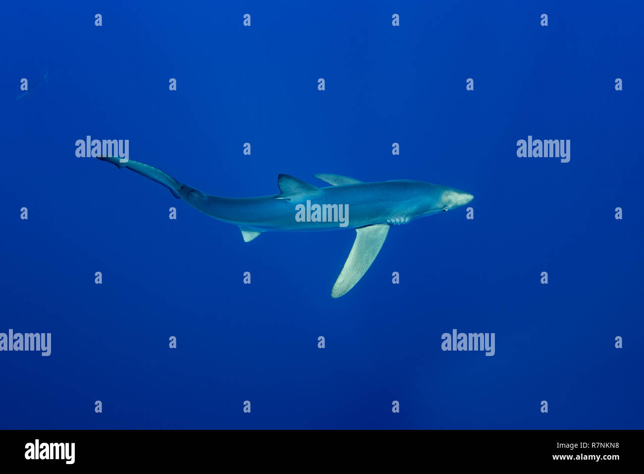 Blue Shark-Requin bleu (Prionace glauca), isola Pico, arcipelago delle Azzorre. Foto Stock