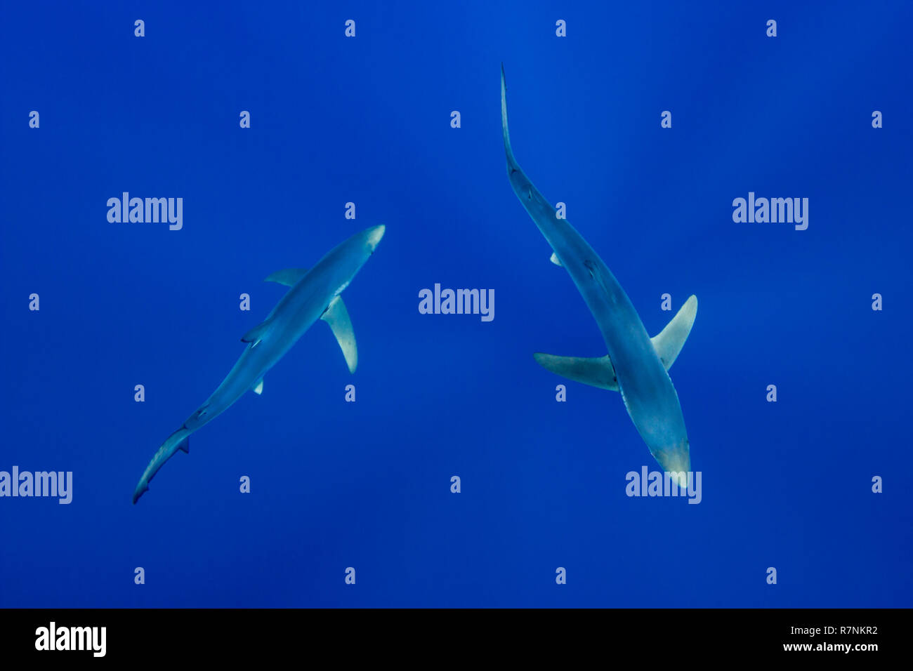 Blue Shark-Requin bleu (Prionace glauca), isola Pico, arcipelago delle Azzorre. Foto Stock