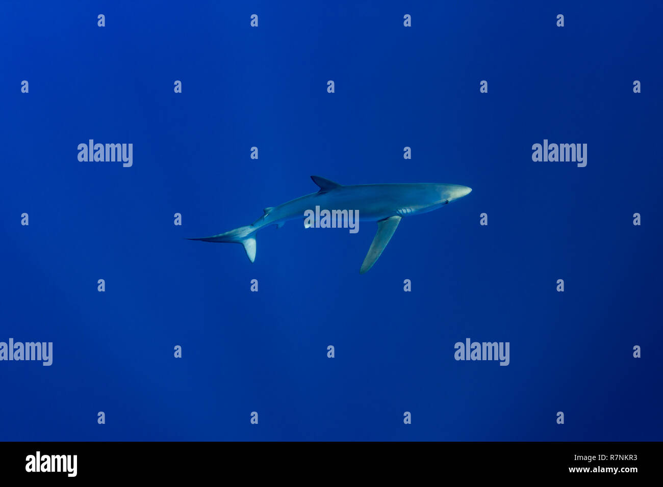 Blue Shark-Requin bleu (Prionace glauca), isola Pico, arcipelago delle Azzorre. Foto Stock