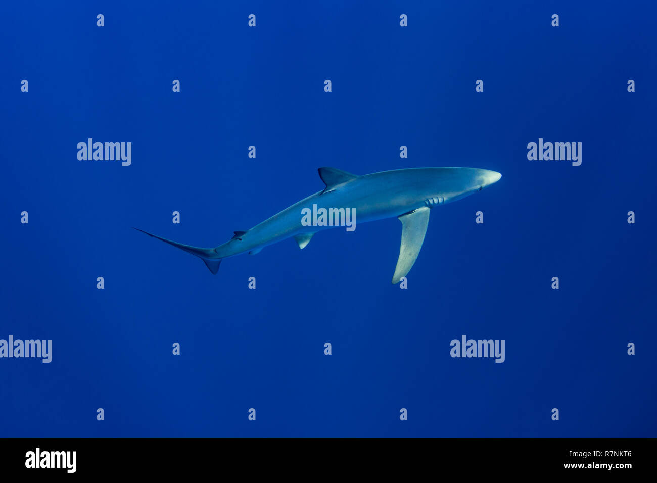Blue Shark-Requin bleu (Prionace glauca), isola Pico, arcipelago delle Azzorre. Foto Stock