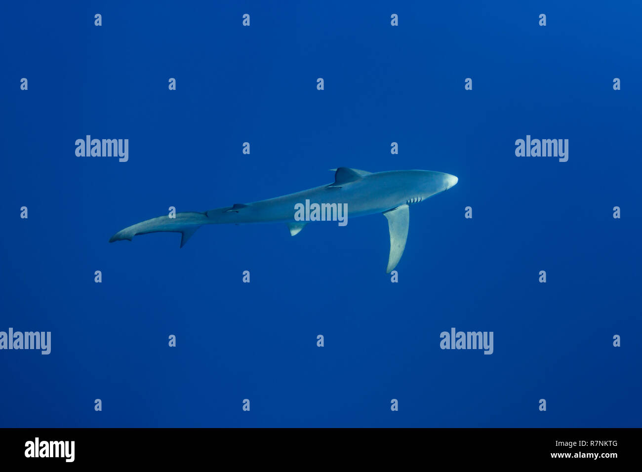 Blue Shark-Requin bleu (Prionace glauca), isola Pico, arcipelago delle Azzorre. Foto Stock