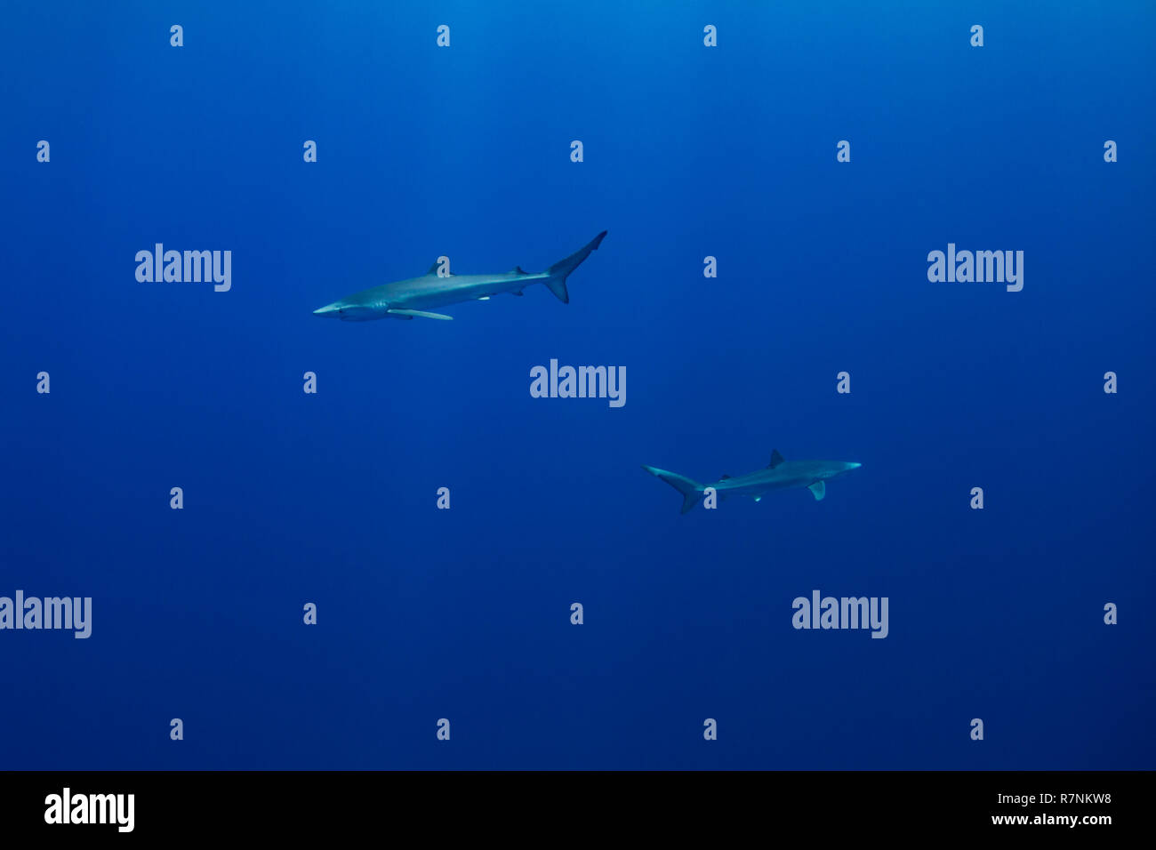 Blue Shark-Requin bleu (Prionace glauca), isola Pico, arcipelago delle Azzorre. Foto Stock