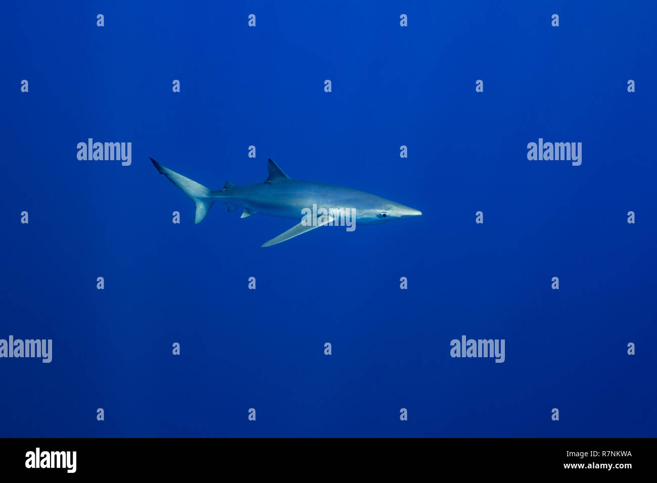 Blue Shark-Requin bleu (Prionace glauca), isola Pico, arcipelago delle Azzorre. Foto Stock