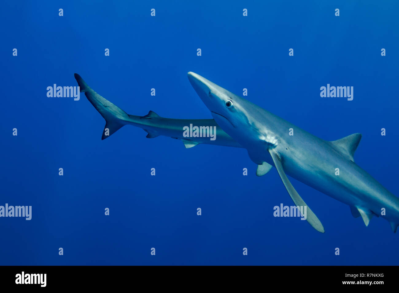 Blue Shark-Requin bleu (Prionace glauca), isola Pico, arcipelago delle Azzorre. Foto Stock