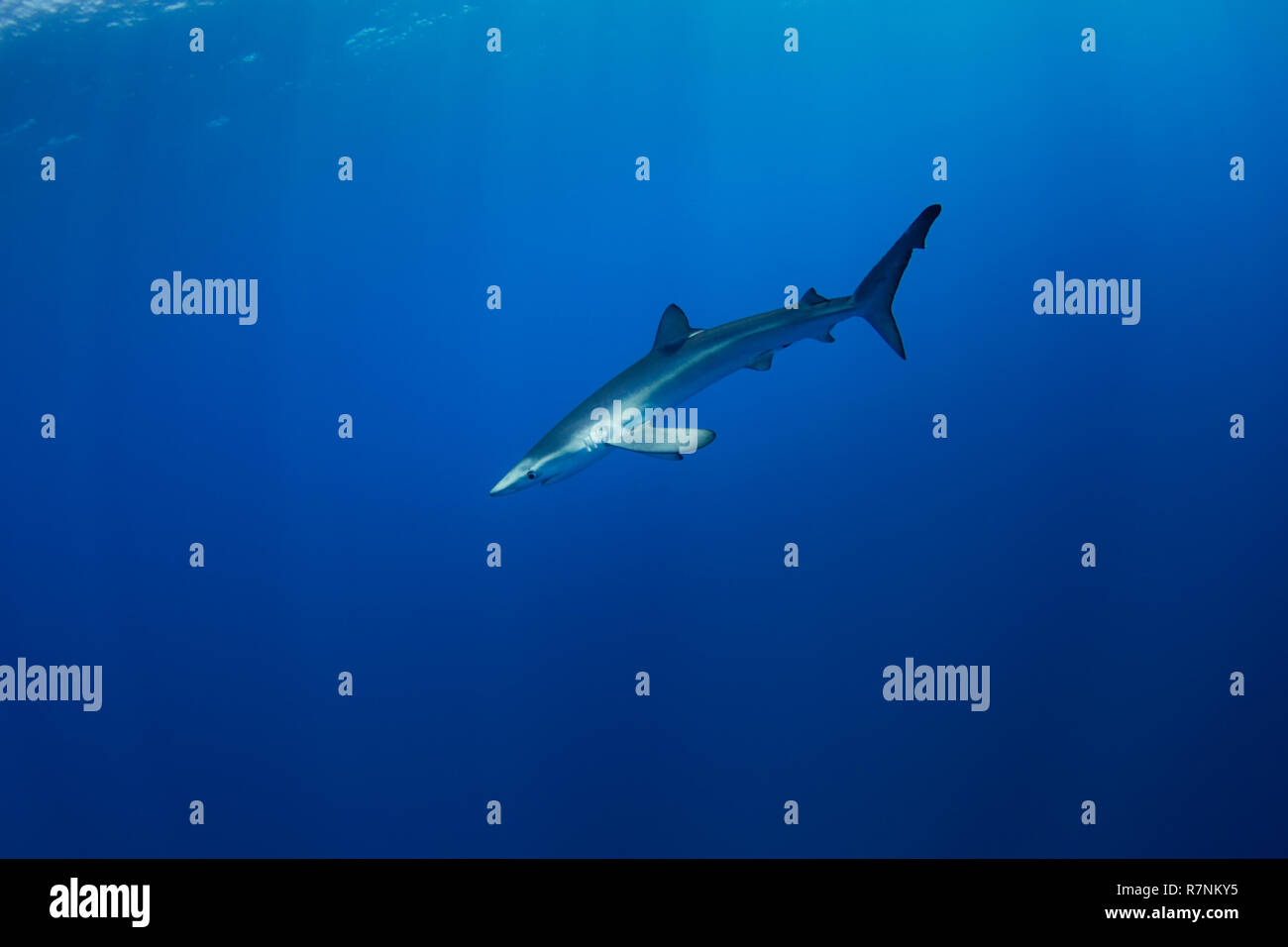 Blue Shark-Requin bleu (Prionace glauca), isola Pico, arcipelago delle Azzorre. Foto Stock