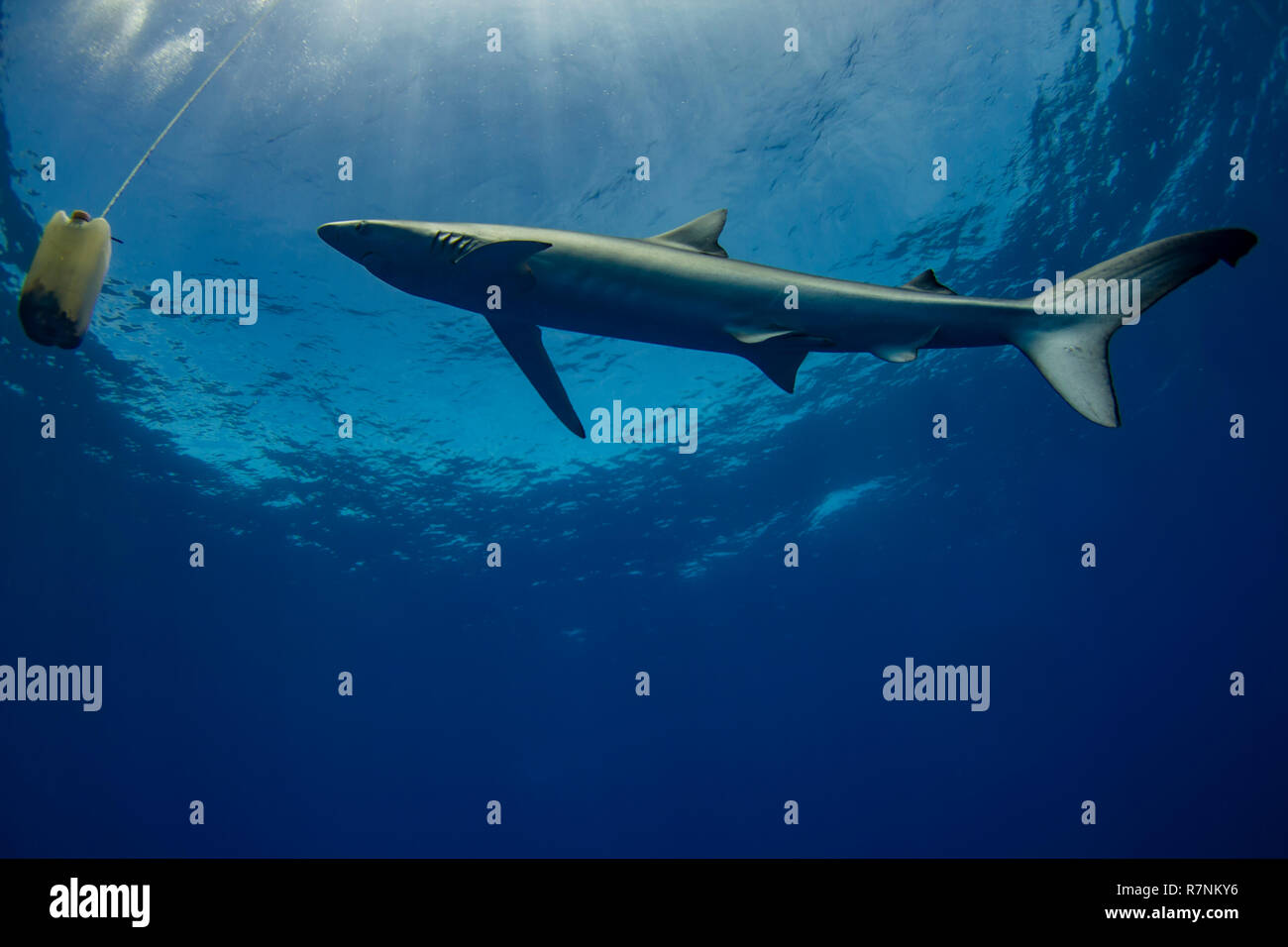 Blue Shark-Requin bleu (Prionace glauca), isola Pico, arcipelago delle Azzorre. Foto Stock