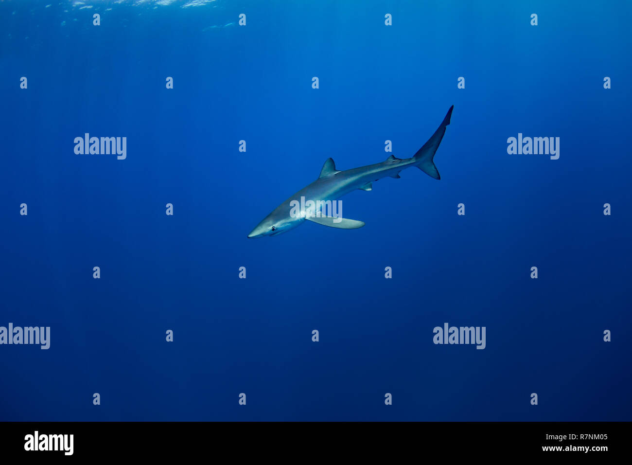 Blue Shark-Requin bleu (Prionace glauca), isola Pico, arcipelago delle Azzorre. Foto Stock