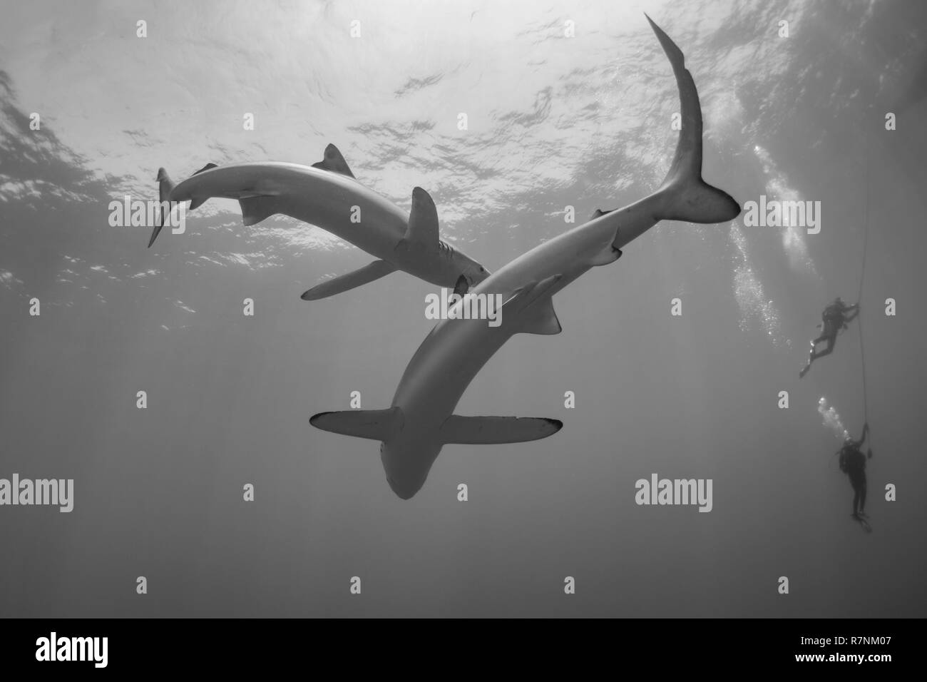 Blue Shark-Requin bleu (Prionace glauca), isola Pico, arcipelago delle Azzorre. Foto Stock