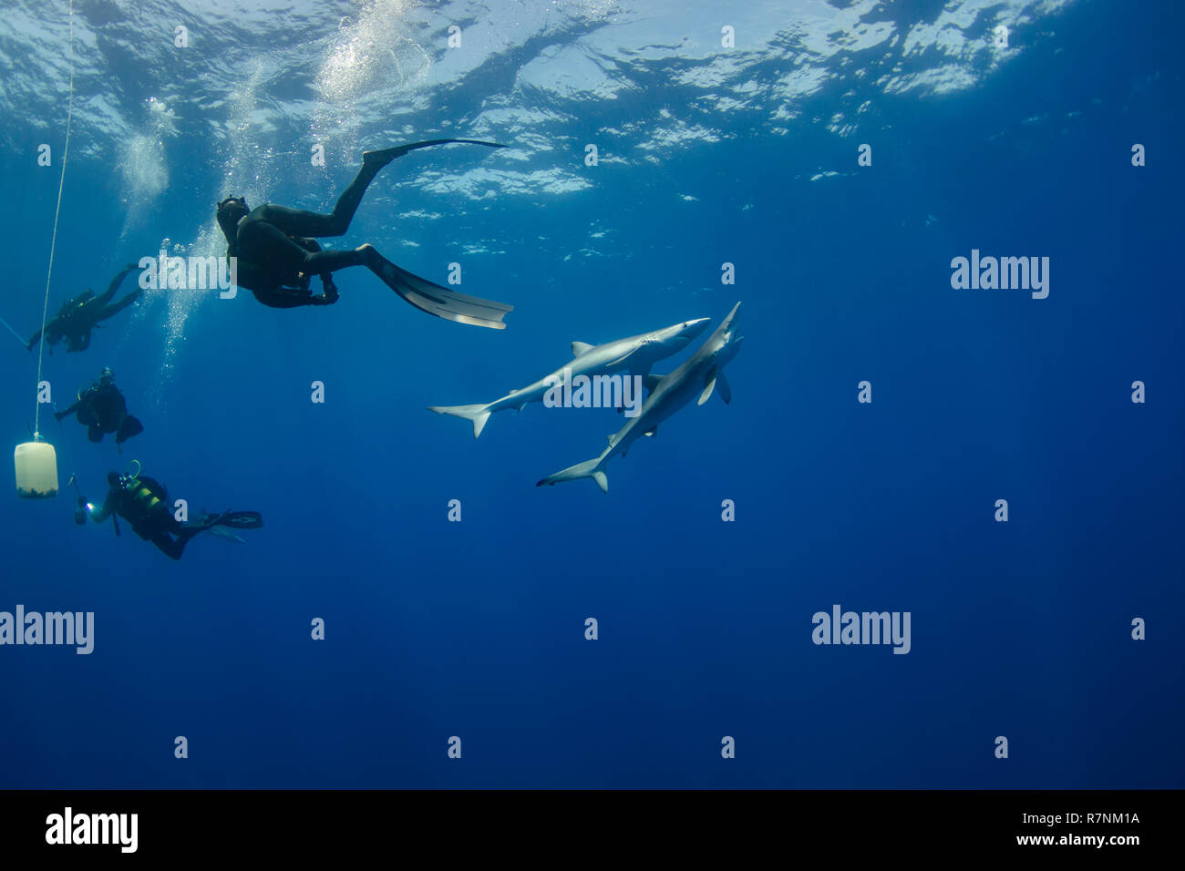 Blue Shark-Requin bleu (Prionace glauca), isola Pico, arcipelago delle Azzorre. Foto Stock