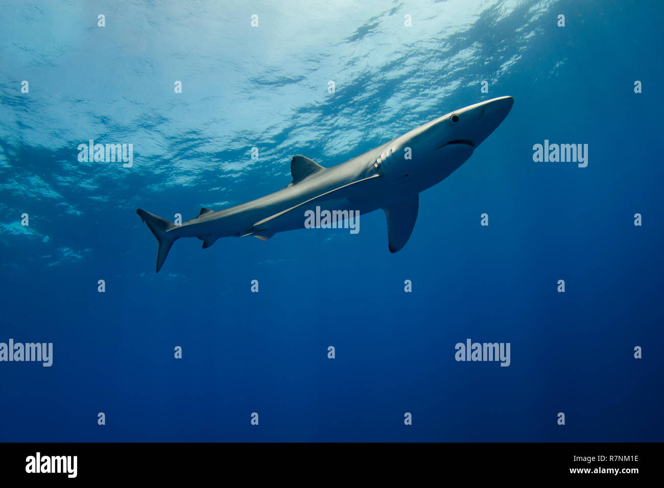 Blue Shark-Requin bleu (Prionace glauca), isola Pico, arcipelago delle Azzorre. Foto Stock