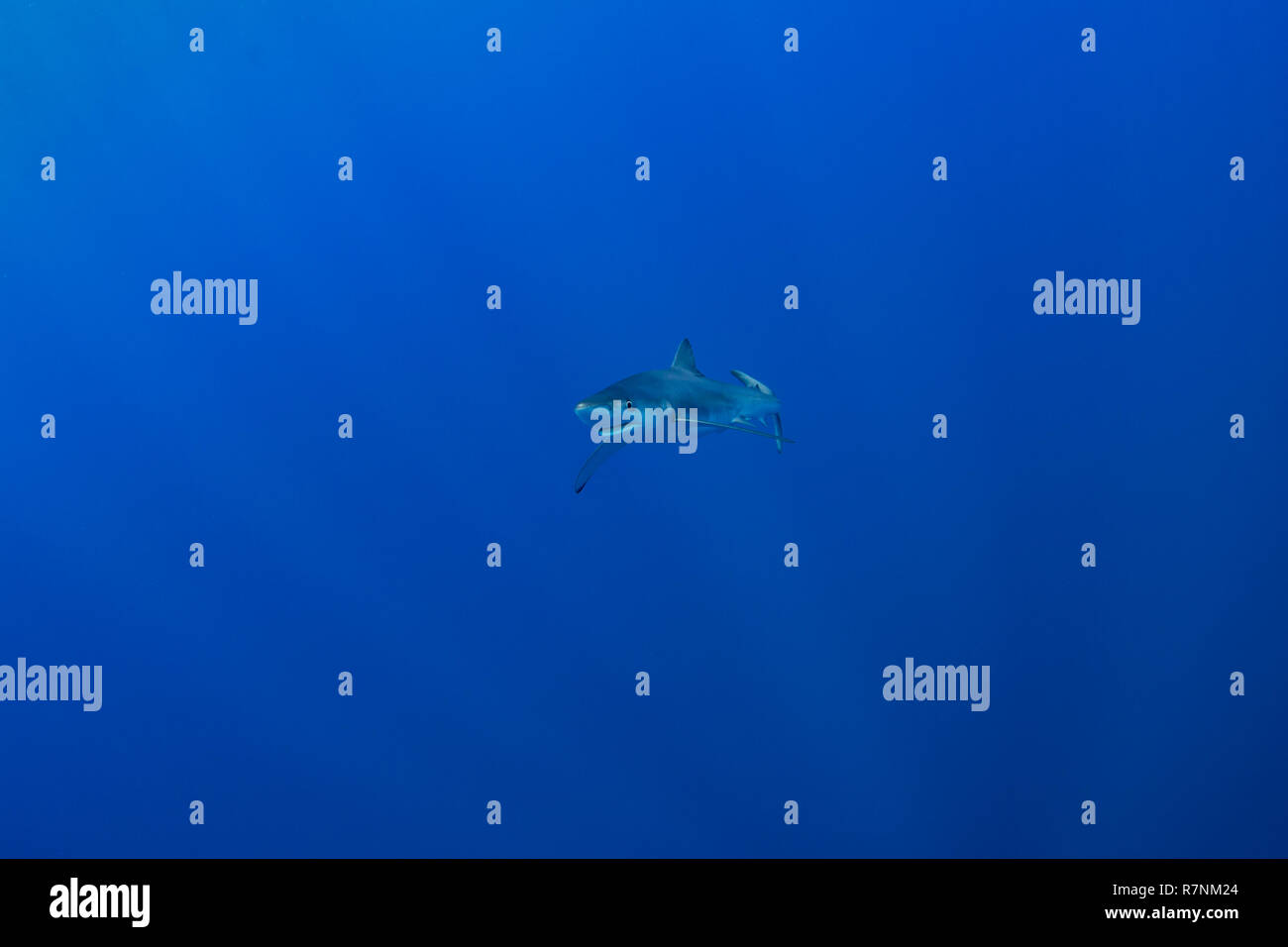 Blue Shark-Requin bleu (Prionace glauca), isola Pico, arcipelago delle Azzorre. Foto Stock