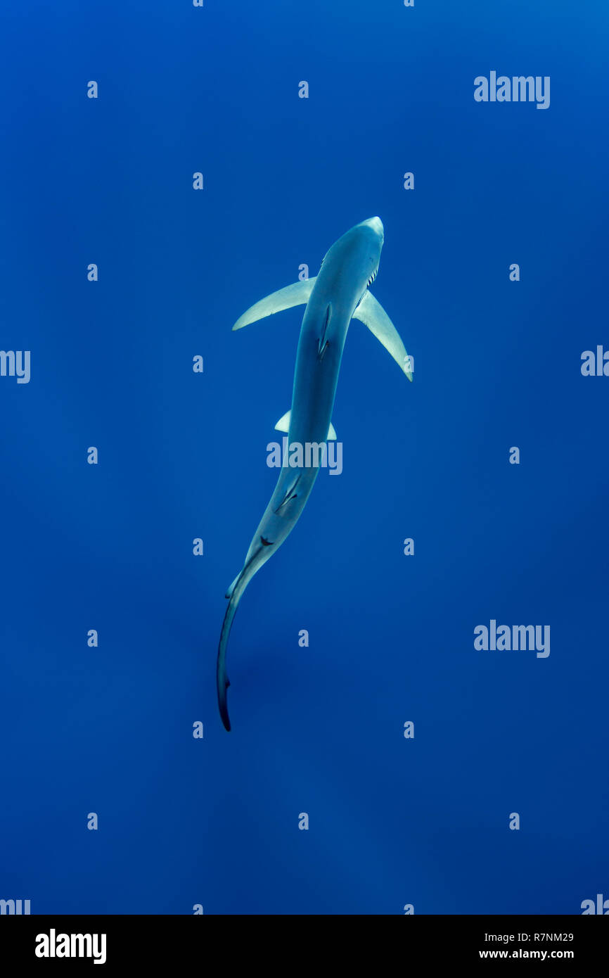 Blue Shark-Requin bleu (Prionace glauca), isola Pico, arcipelago delle Azzorre. Foto Stock