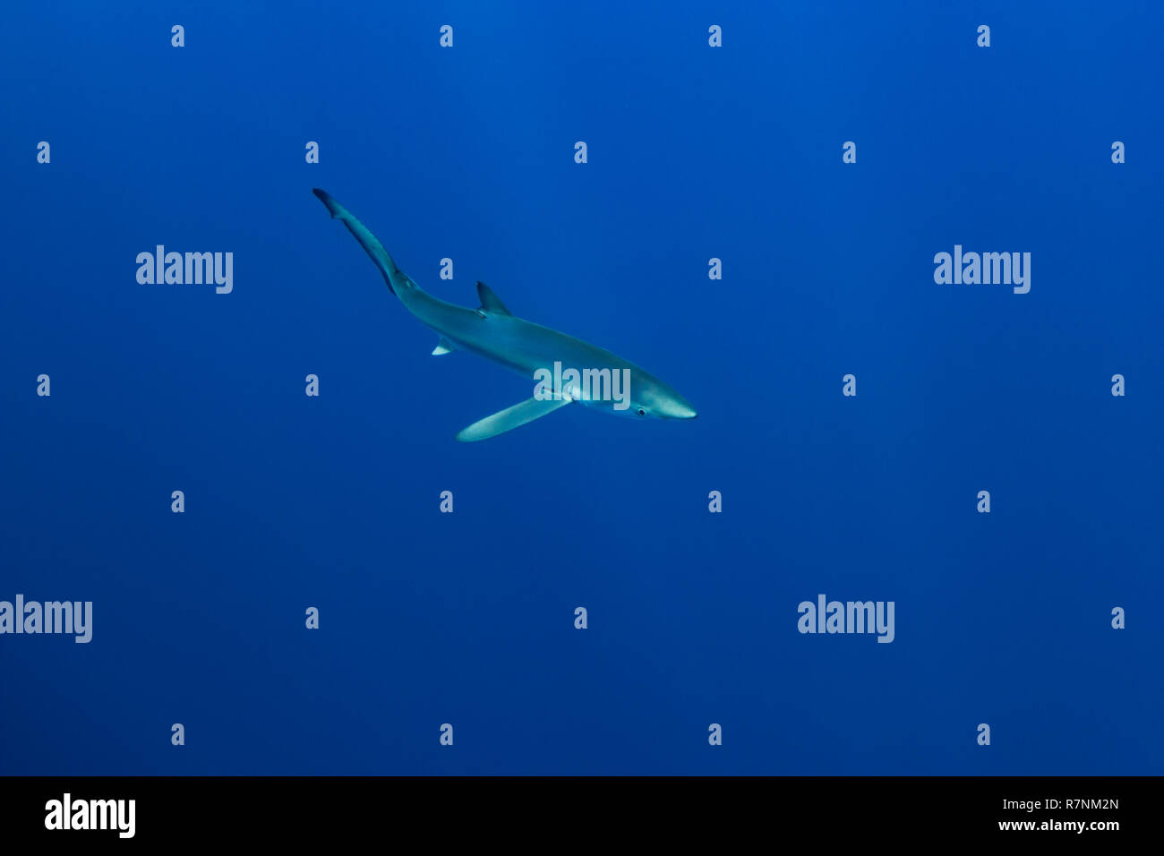 Blue Shark-Requin bleu (Prionace glauca), isola Pico, arcipelago delle Azzorre. Foto Stock
